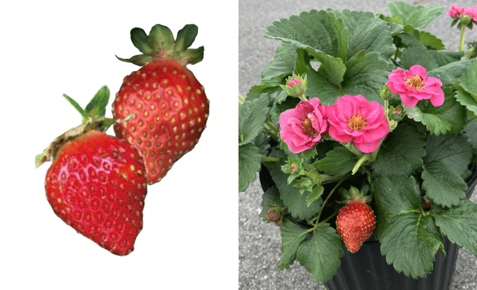 ローズベリー・ピンク