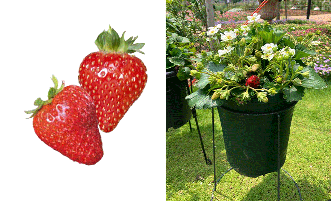 ローズベリー・ホワイト