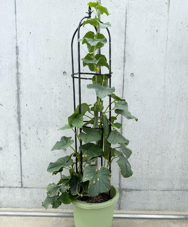 普通のスイカと甘小丸スイカの種の大きさを比較