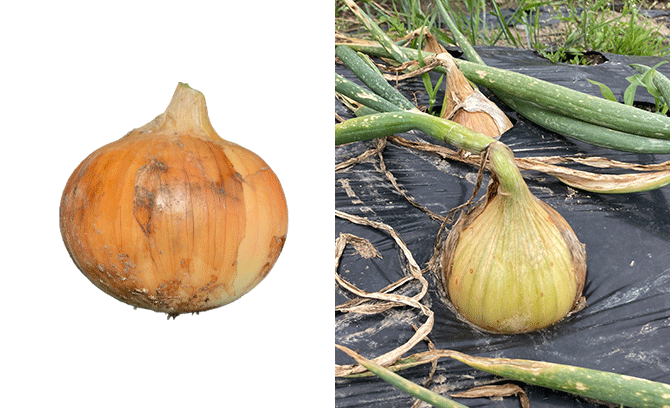 本気野菜たまねぎのあまたま