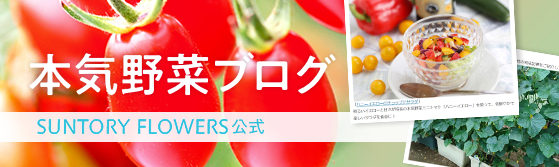 本気野菜ブログ