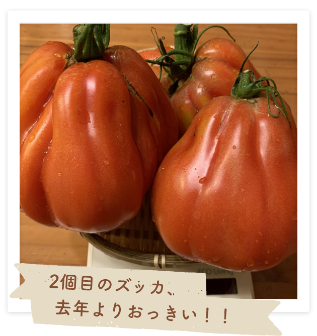 2個めのズッカ、去年よりおっきい！！