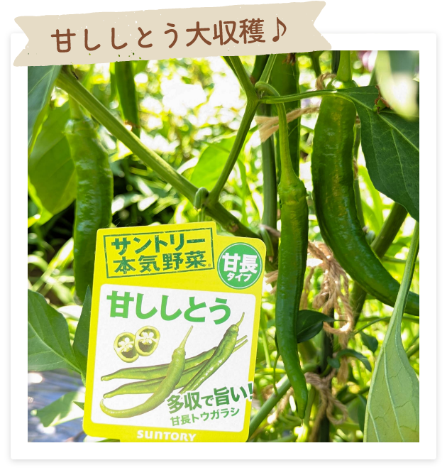 甘ししとう大収穫♪