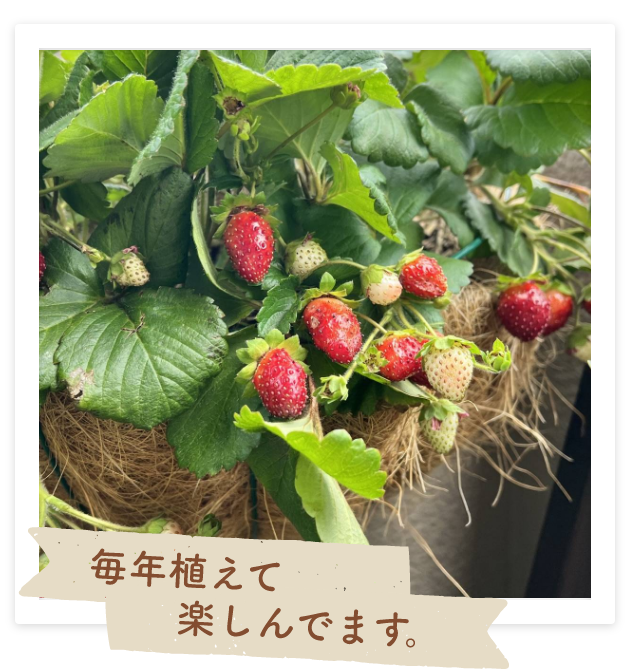 毎年植えて楽しんでます。