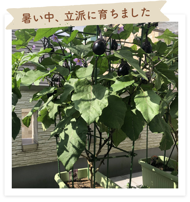 暑い中、立派に育ちました