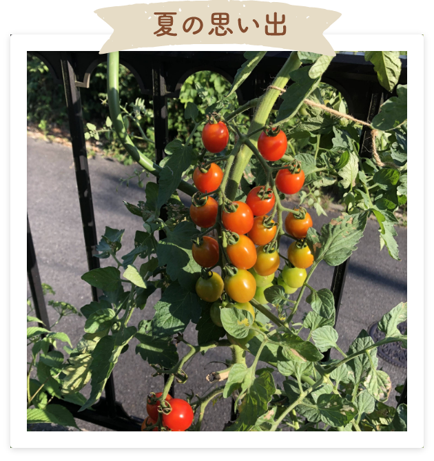 夏の思い出