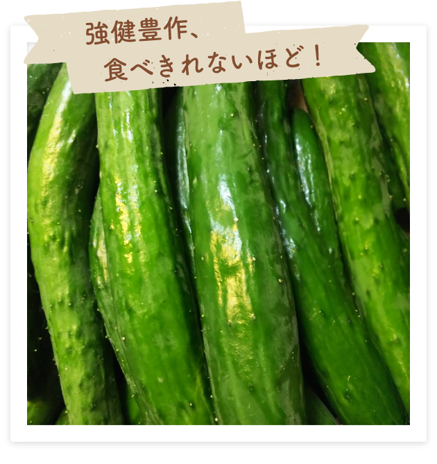 強健豊作、食べきれないほど！