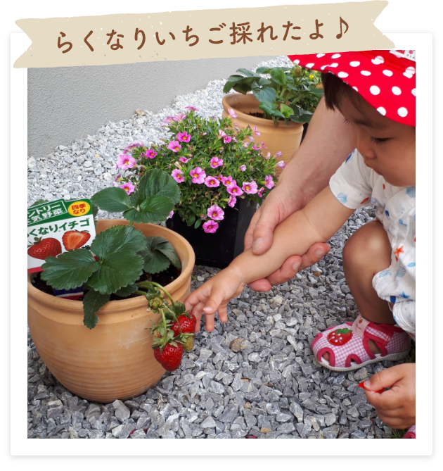 らくなりいちご採れたよ