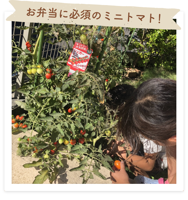 お弁当に必須のミニトマト！