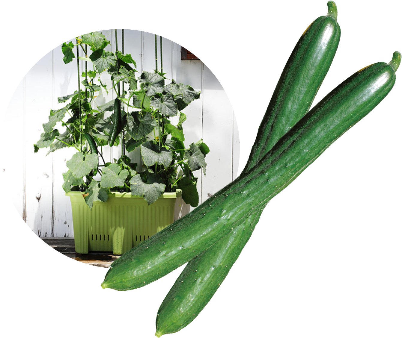 本気野菜のイチオシ 丈夫で育てやすい 家庭菜園 サントリーフラワーズ