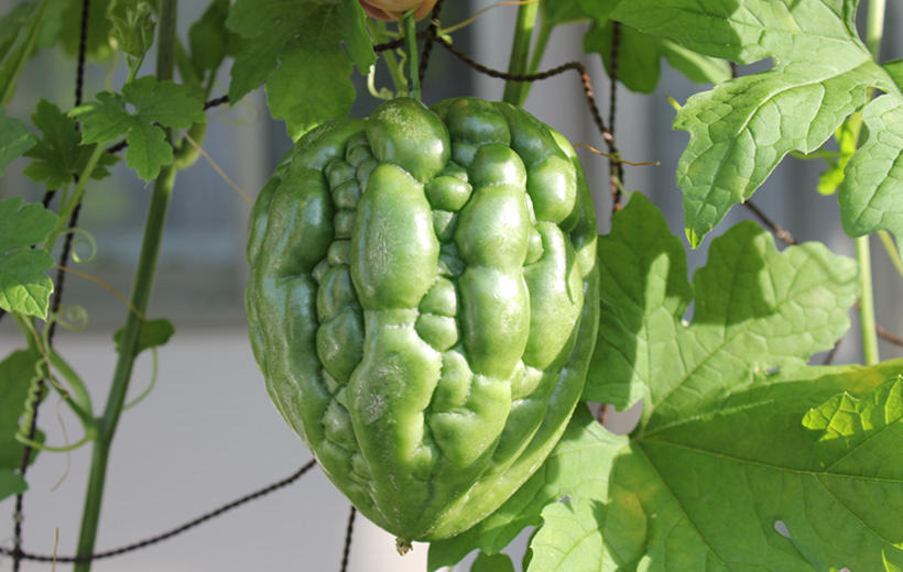 本気野菜ゴーヤ 野菜苗 家庭菜園 サントリーフラワーズ