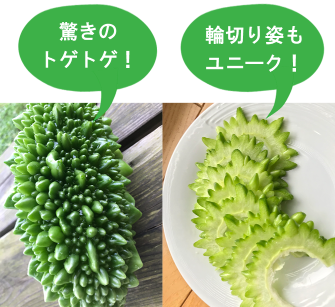 本気野菜ゴーヤ 野菜苗 家庭菜園 サントリーフラワーズ