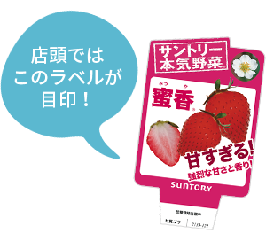 本気野菜イチゴ 野菜苗 家庭菜園 サントリーフラワーズ