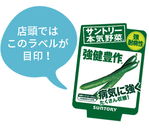 本気野菜キュウリ 野菜苗 家庭菜園 サントリーフラワーズ