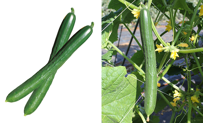 本気野菜キュウリ 野菜苗 家庭菜園 サントリーフラワーズ