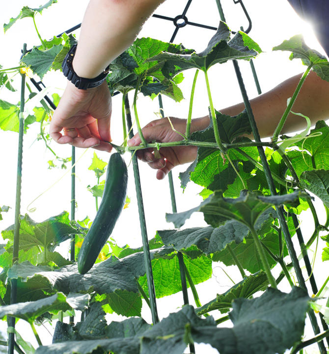 本気野菜キュウリ 野菜苗 家庭菜園 サントリーフラワーズ