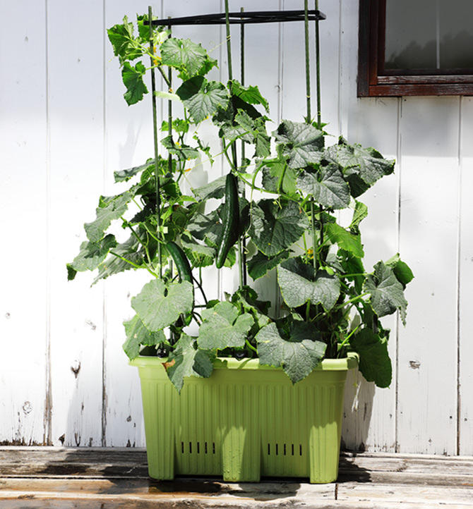 本気野菜キュウリ 野菜苗 家庭菜園 サントリーフラワーズ