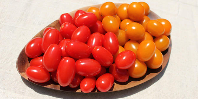 本気野菜 トマト