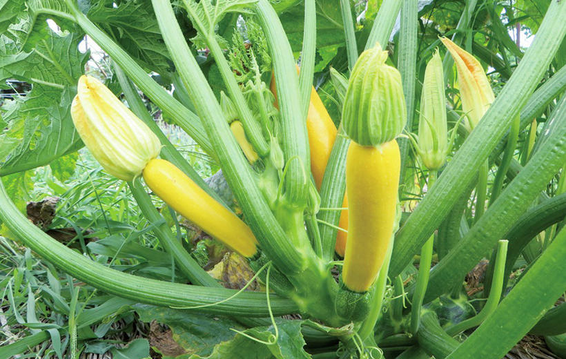 本気野菜ズッキーニ 野菜苗 家庭菜園 サントリーフラワーズ