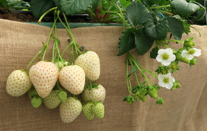 本気野菜イチゴ 野菜苗 家庭菜園 サントリーフラワーズ