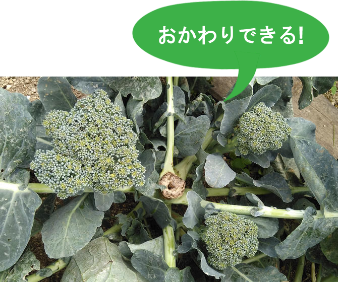 本気野菜濃い花野菜 野菜苗 家庭菜園 サントリーフラワーズ