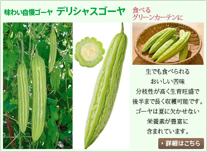 グリーンカーテンにも スタイルを サントリーフラワーズ