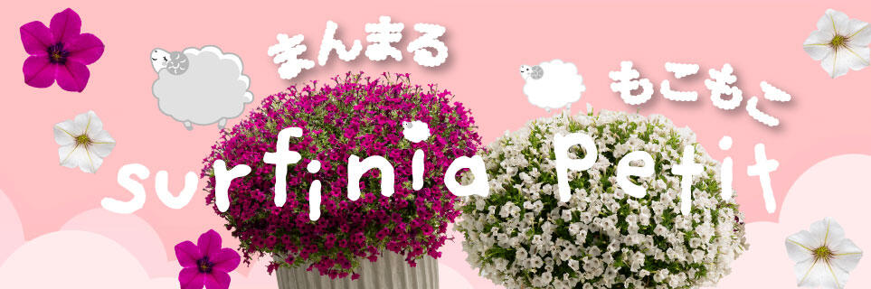 3月推しの花（サフィニアプチ あずきもこもこ、ひつじもこもこ）