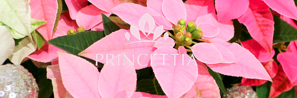 10月推しの花（ミルフル）