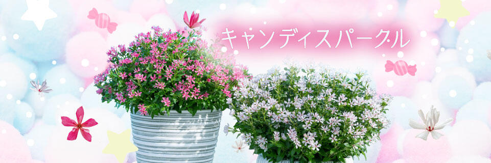 5月推しの花（キャンディスパークル）
