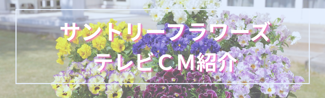 サントリーフラワーズの新しいCMを制作のお知らせ