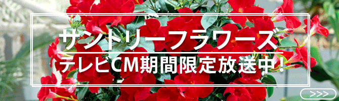 サントリーフラワーズの新しいCMを制作のお知らせ