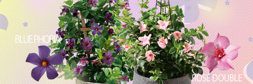 4月推しの花（サンパラソルcollection）