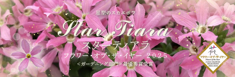 スターティアラ ピンク　フラワーオブザイヤー最優秀賞受賞