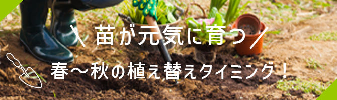 花とおしゃべりブログ更新のお知らせ