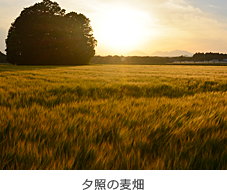 夕照の麦畑