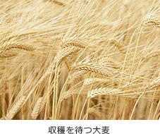 収穫を待つ大麦