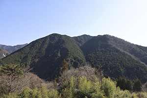 サントリー 天然水の森 ぎふ中津川」森林の様子