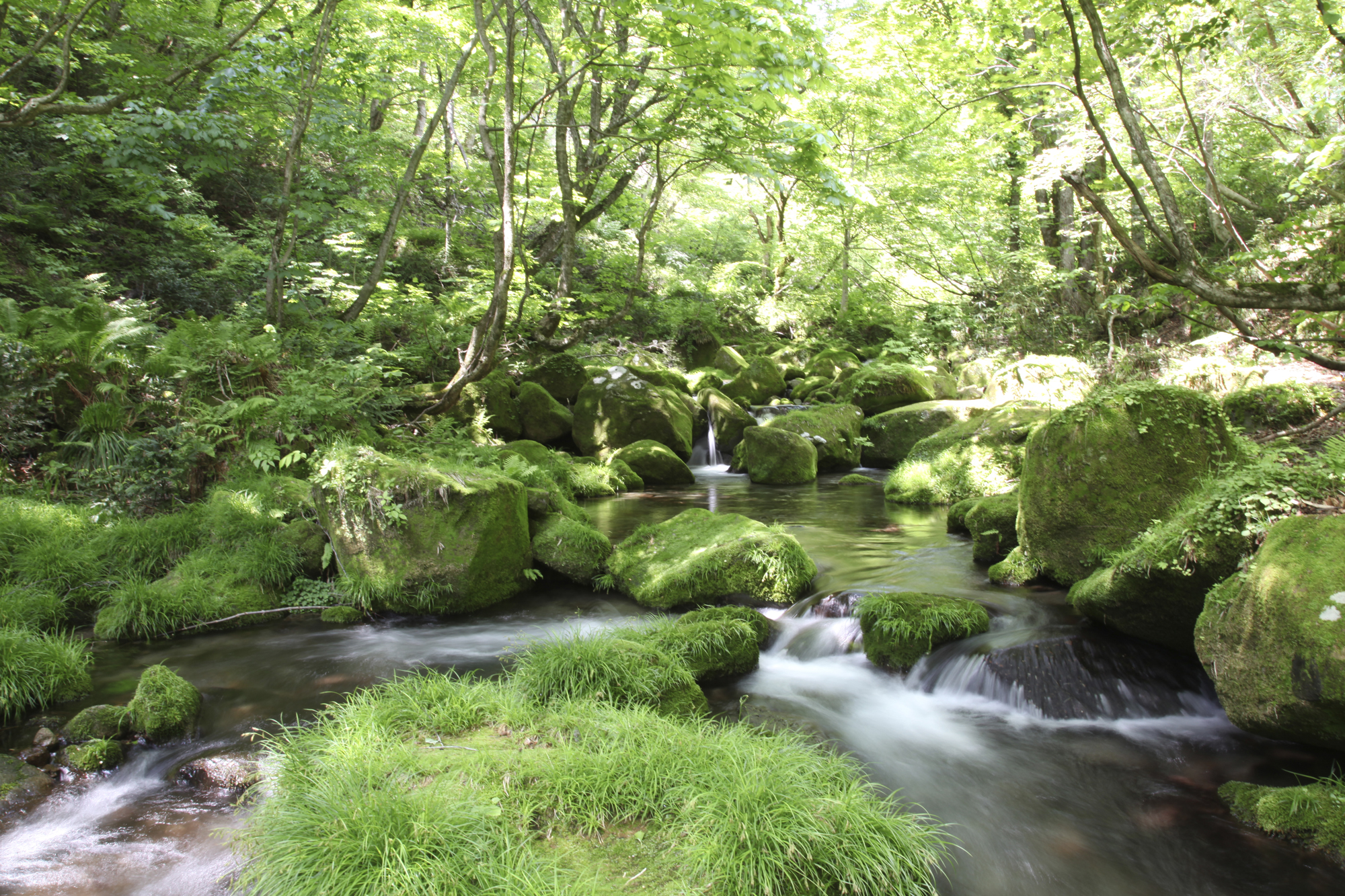 「サントリー 天然水の森」新たに2カ所が「自然共生サイト」に認定