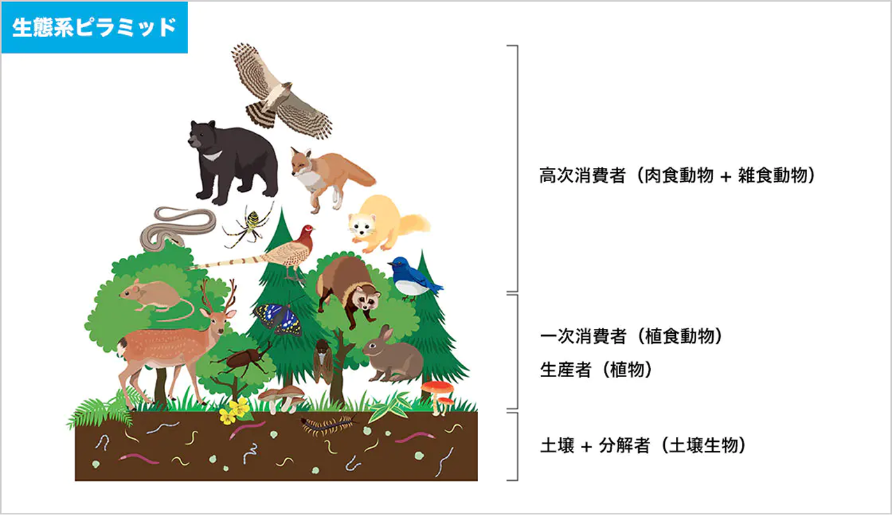 ピラミッドの頂点には「高次消費者」である肉食動物や雑食動物、中間層には「一次消費者」である植食動物と「生産者」である植物、下層には「土壌」と「分解者」である土壌生物が描かれている。