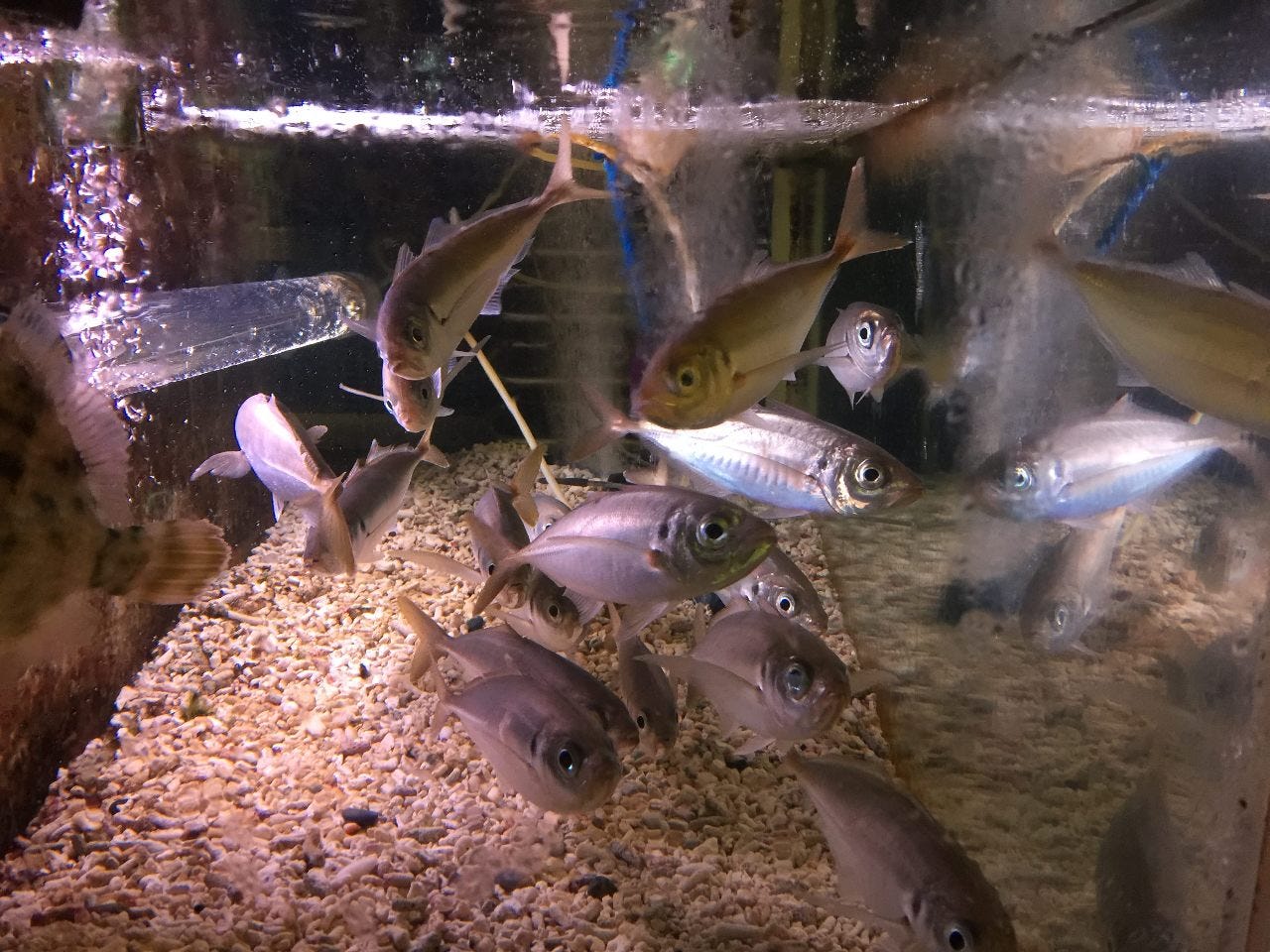 和きち 海鮮料理 樽生店 サントリーグルメガイド