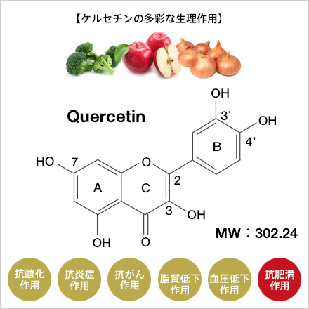 ケルセチン配糖体で健康の維持 増進に寄与する 私たちの研究 技術 サントリーグローバルイノベーションセンター