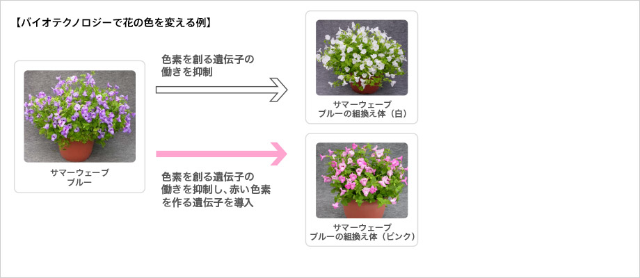 バイオテクノロジーで花の色を変える例