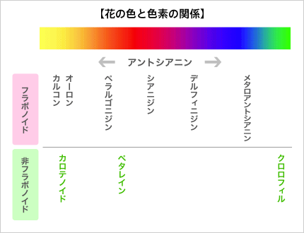 花の色と色素の関係