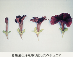 青色遺伝子を取り出したペチュニア