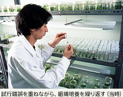 試行錯誤を重ねながら、組織培養を繰り返す（当時）