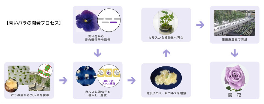 開発ストーリー 世界初 青いバラ への挑戦 私たちの研究 技術 サントリーグローバルイノベーションセンター