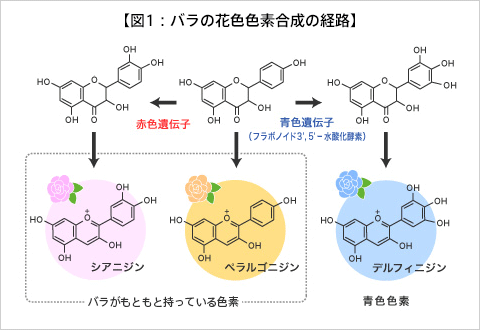図１：バラの花色色素合成の経路