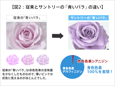 図２：従来とサントリーの「青いバラ」の違い