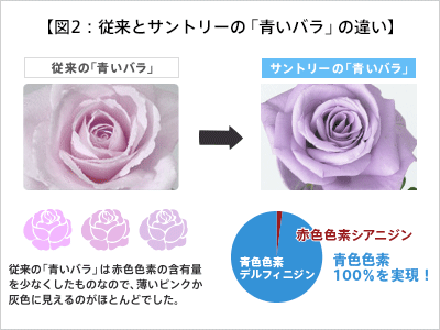 誕生の秘密 世界初 青いバラ への挑戦 私たちの研究 技術 サントリーグローバルイノベーションセンター