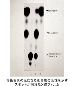 青色色素の元になる化合物の活性を示すスポットが現れたX線フィルム